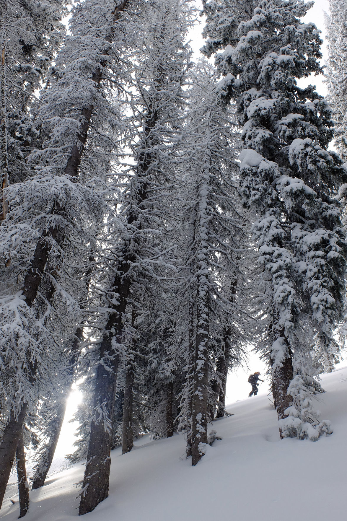 Teton Pass skiing